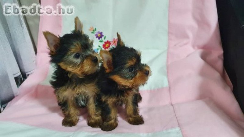 Eladó Yorkshire terrier  kislány