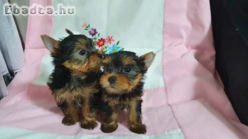 Eladó Yorkshire terrier  kislány
