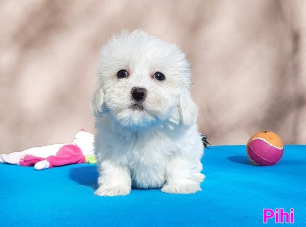 Bichon Havanese