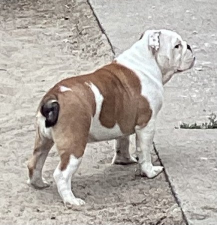 Angol Bulldog