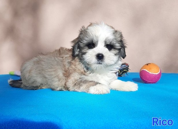 Bichon Havanese