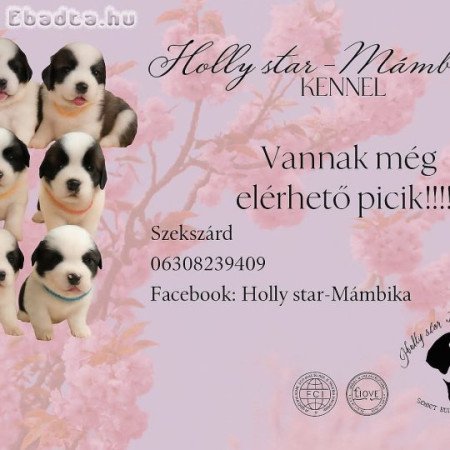 Eladó Bernáthegyi kiskutyàk kanok/szukák