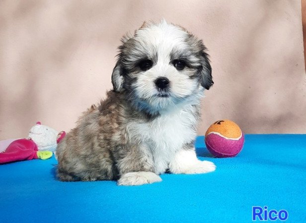 Bichon Havanese