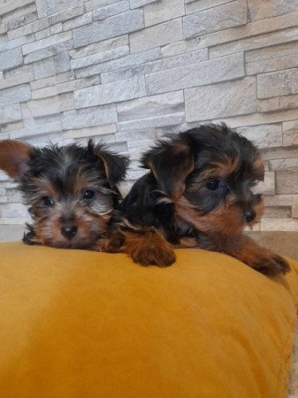 Yorkshire terrier