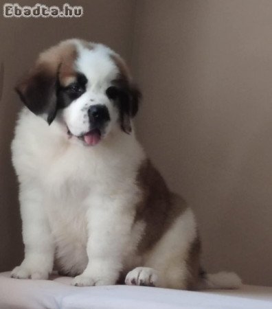 Szent Bernáthegyi Kiskutyák szukák/kanok