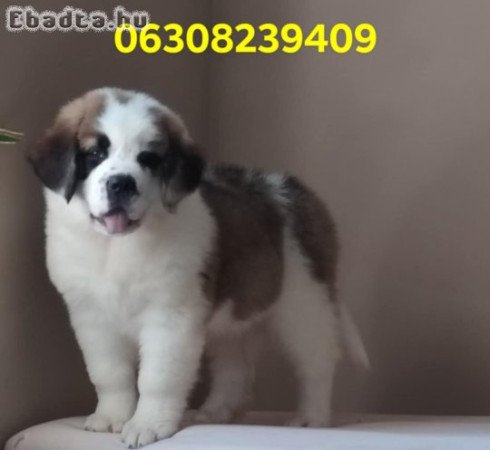 Szent Bernáthegyi Kiskutyák szukák/kanok