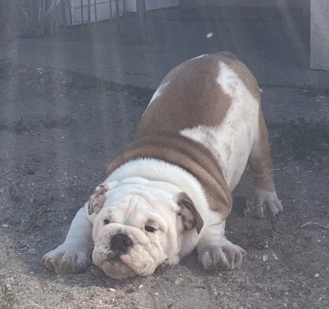 Angol Bulldog