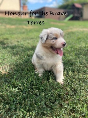 ausztrál juhászkutya