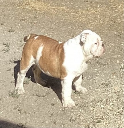 Angol Bulldog