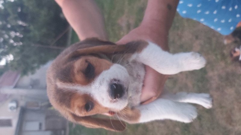Beagle