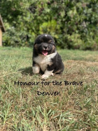 ausztrál juhászkutya