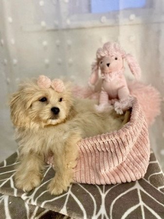 Maltipoo maltai selyem es toy uszkar