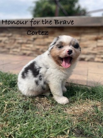 ausztrál juhászkutya