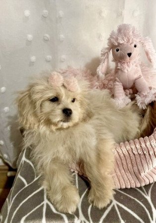 Maltipoo maltai selyem es toy uszkar