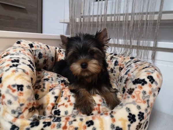 Yorkshire terrier