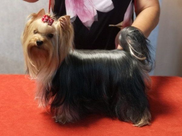 Yorkshire terrier