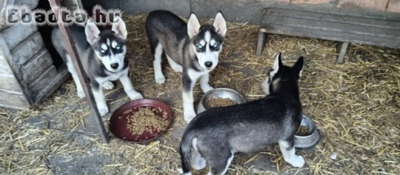 Fajtatiszta husky