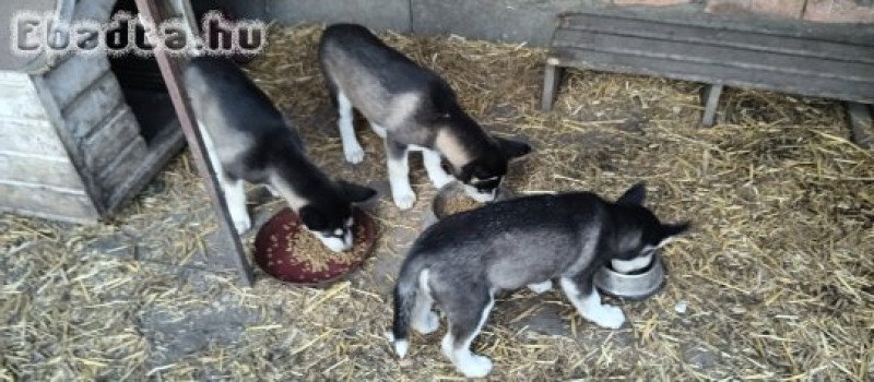 Fajtatiszta husky