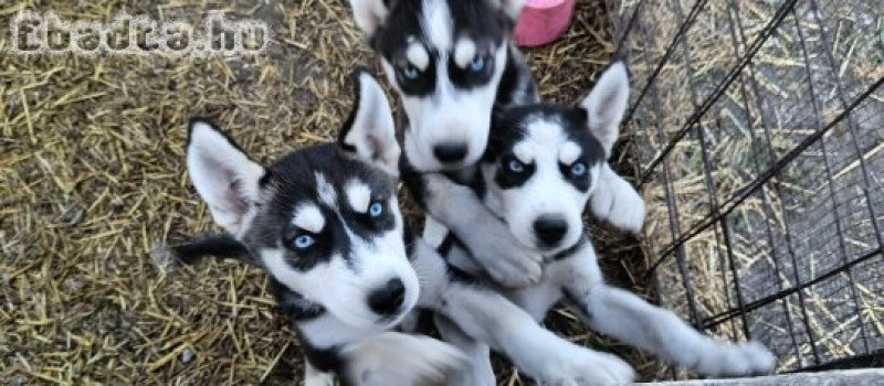 Fajtatiszta husky