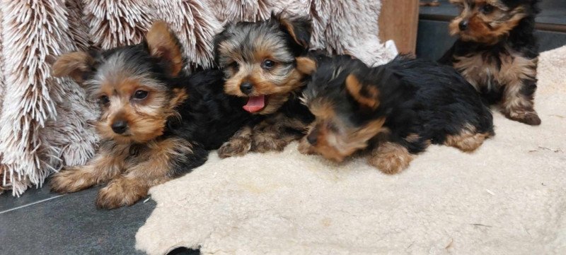 Yorkshire terrier