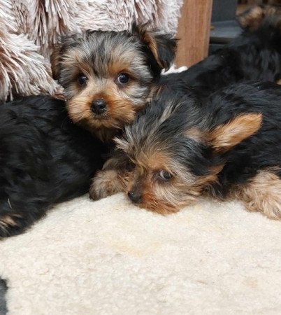 Yorkshire terrier