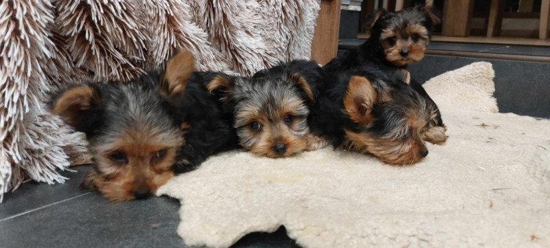 Yorkshire terrier