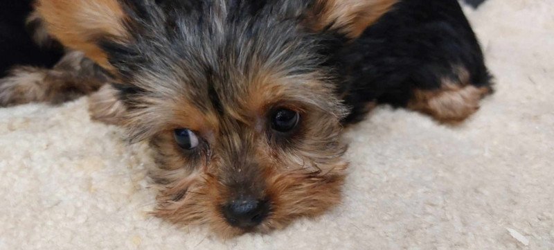 Yorkshire terrier