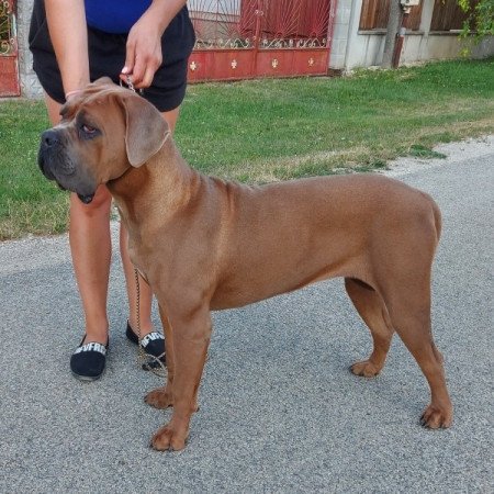 Cane corso