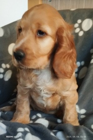 Angol cocker spániel