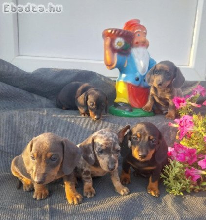 Foglalható 6 hetes kistacskók