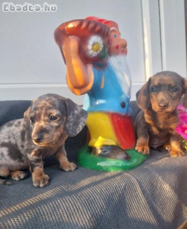 Foglalható 6 hetes kistacskók