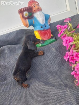 Foglalható 6 hetes kistacskók