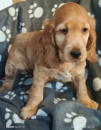 Angol cocker spániel