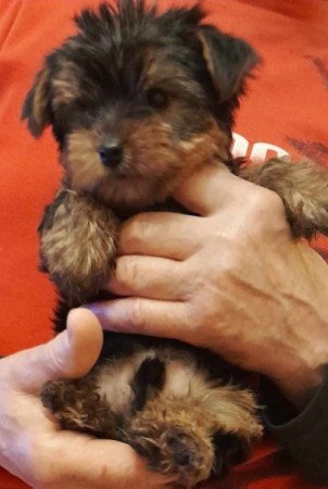 Yorkshire terrier