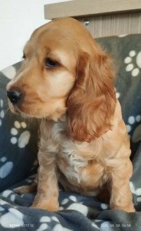 Angol cocker spániel