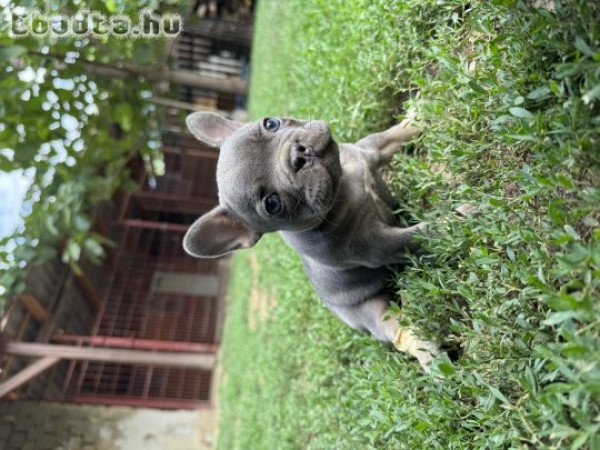 Francia bulldog szuka