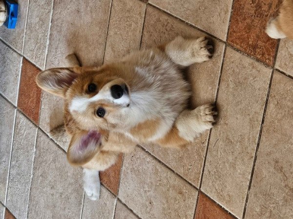 Corgi