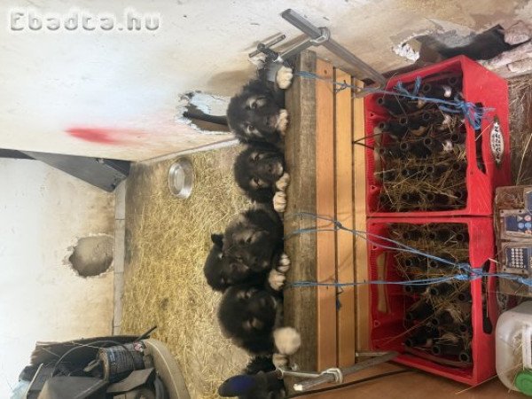 Kaukázusi juhászkutya kölykök