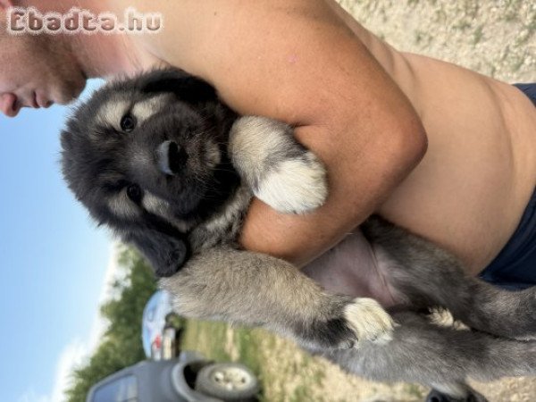 Kaukázusi juhászkutya kölykök