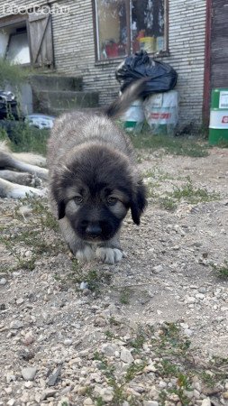 Kaukázusi juhászkutya kölykök