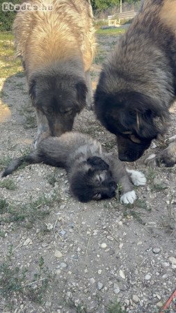 Kaukázusi juhászkutya kölykök