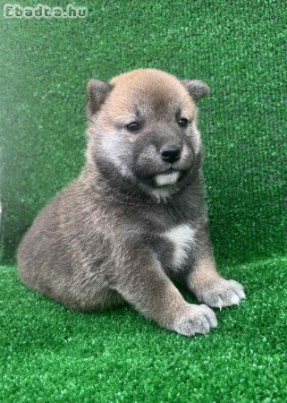 Shiba inu puppies