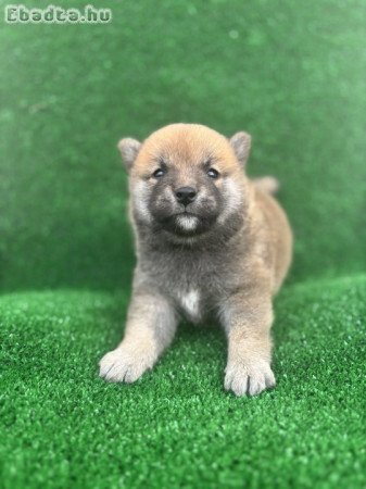 Shiba inu puppies