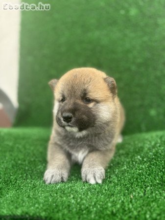 Shiba inu puppies