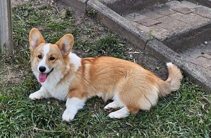 Corgi