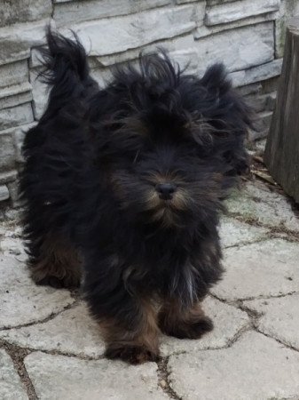 Bichon havanese