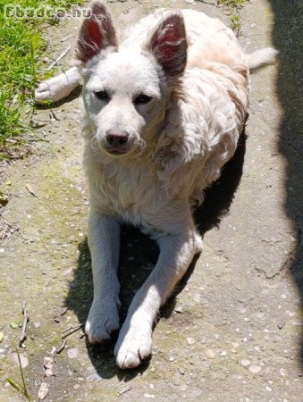 Fehér mudi kiskutya