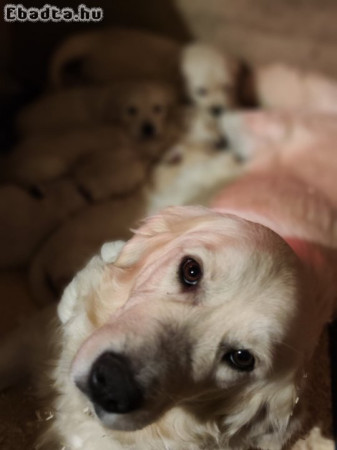 Golden Retriever kiskutyák