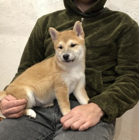 Shiba inu