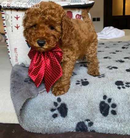 Red miniature poodles